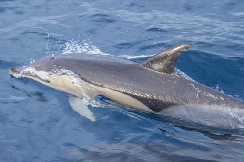 Image of Common Dolphin off Faial Island