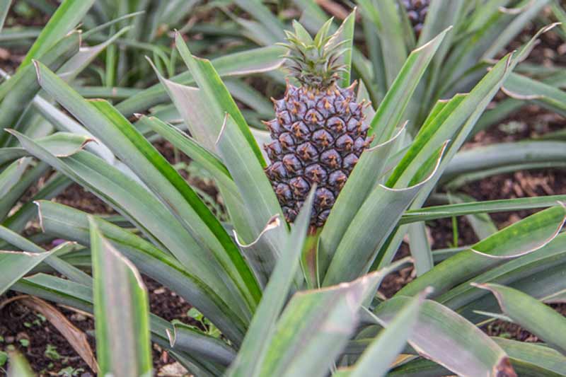 Image of Pineapples growing on Sao-Miguel